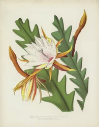 Le Cactus à Feuilles Angulaires, Phyllocactus Anguliger